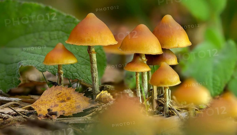 Agaricus autumnalis, deadly galerina, galerina autumnalis, galerina marginata var autumnalis, chieftain, pholoota autumnalis, fungi, fungi, overmolted house