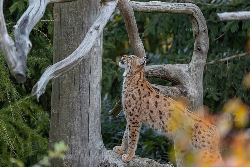 One Eurasian lynx, (Lynx lynx), standing on a fallen tree, looking up. Side view with green vegetation in the background. Fall foliage in the front