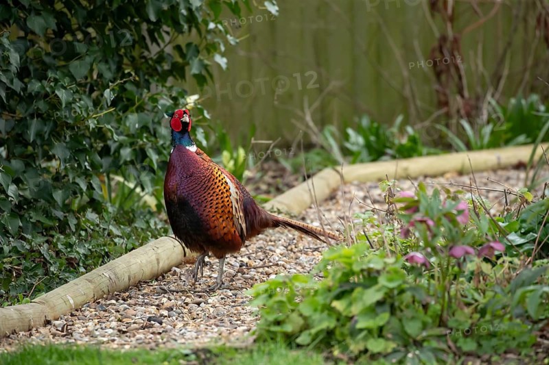 Common pheasant (Phasianus colchicus) adult male game bird on a garden path, England, United Kingdom