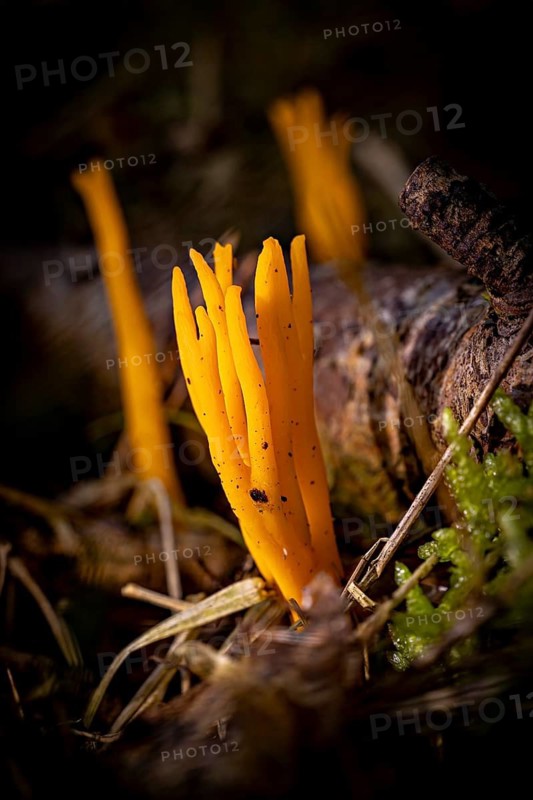 Bright orange mushrooms grow in a dark, wooded environment with moss and wood, the Yellow stagshorn in the forest near Herleshausen in Germany (Calocera viscosa)
