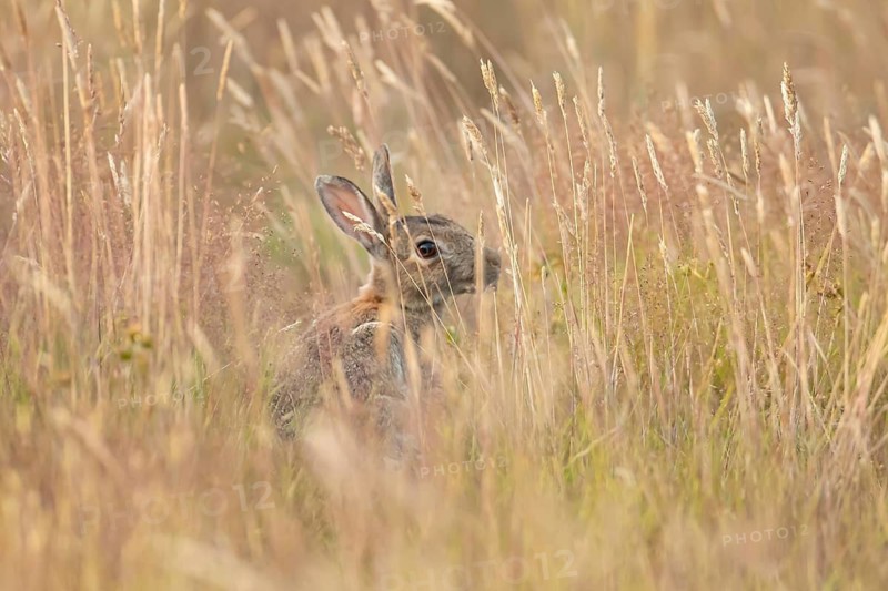European rabbit (Oryctolagus cuniculus) adult wild mammal feeding in long grass in summer, England, United Kingdom