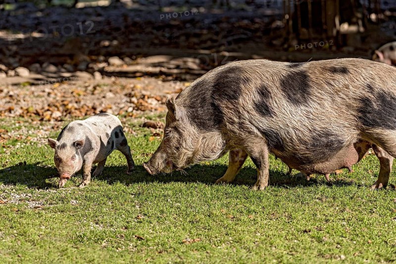 Pot-bellied pig (Sus scrofa f. domestica), newborn young animal, piglet running with mother, sow, in a meadow, Poing Wildlife Park, Upper Bavaria, Bavaria, Germany