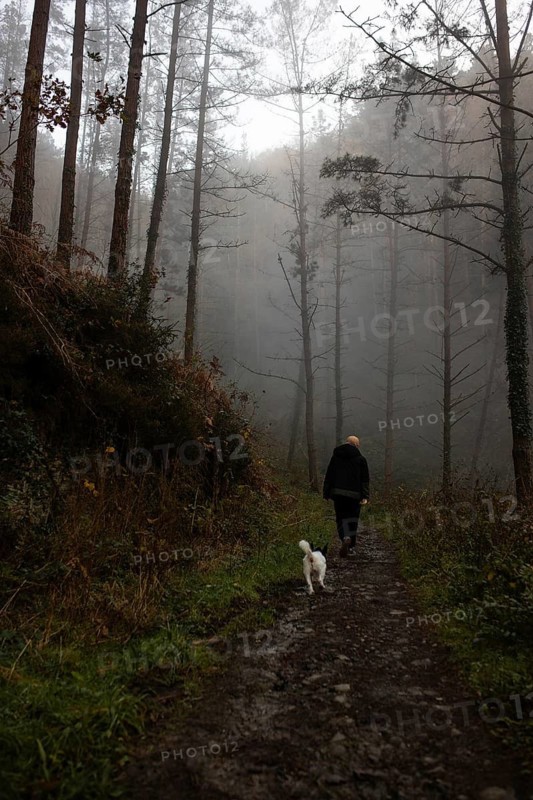A person walks a dog along a misty forest path during an autumn evening. Tall trees shrouded in fog create a mysterious, serene atmosphere. The scene evokes solitude