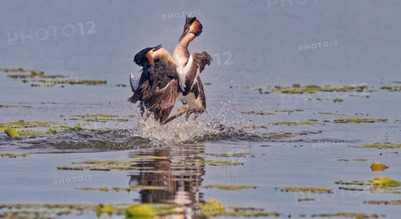 Two great crested grebe (Podiceps cristatus) in combat, in splendour, Chiemsee, Upper Bavaria, Bavaria, Germany
