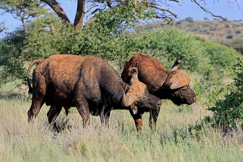 Cape buffalo (Syncerus caffer), adult, social behaviour, two buffalo, Mokala National Park, Northern Cape, South Africa