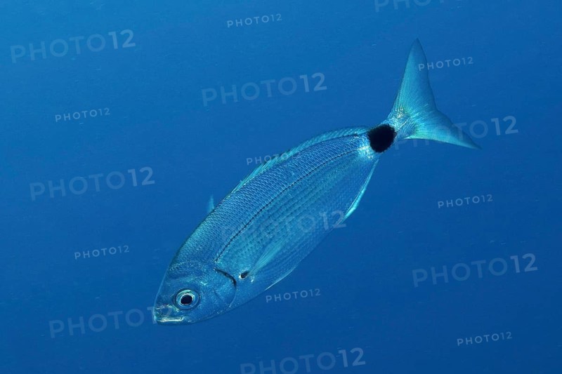 Banded sea bream (Oblada melanura)