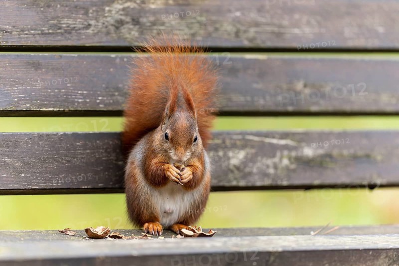 Eurasian red squirrel (Sciurus vulgaris) on a park bench, wildlife, Germany
