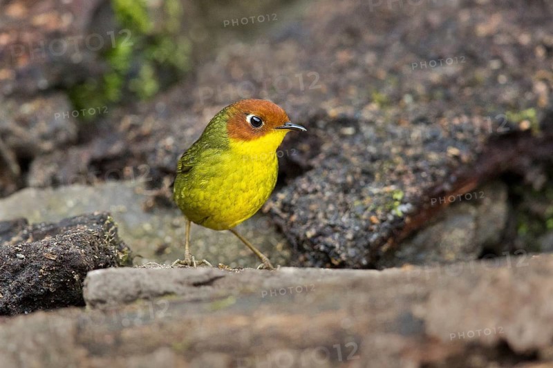 Chestnut-headed Tesia (Cettia castaneocoronata), Yunnan, China