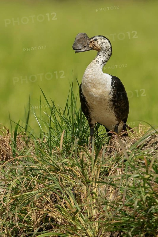 Comb Duck (Sarkidiornis melanotos) flying over a wetland in the South of Ecuador