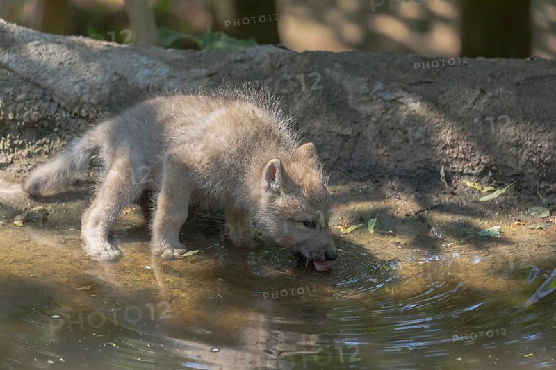 One four weeks old Arctic wolf cub (Canis lupus arctos) drinking water at a pond in a forest