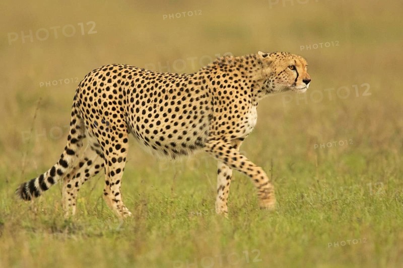 Cheetah (Acinonyx jubatus) sneaking up in grassland, Masai Mara, Kenya