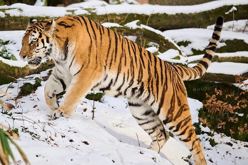 Siberian tiger (Panthera tigris altaica) running in the snow in winter, captive, Germany
