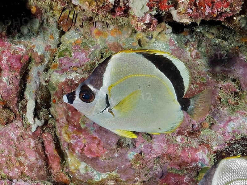 A barberfish (Johnrandallia nigrirostris) with yellow markings swims along a colourful coral reef, Cano Island dive site, Uvita, Costa Rica, Pacific Ocean, Central America
