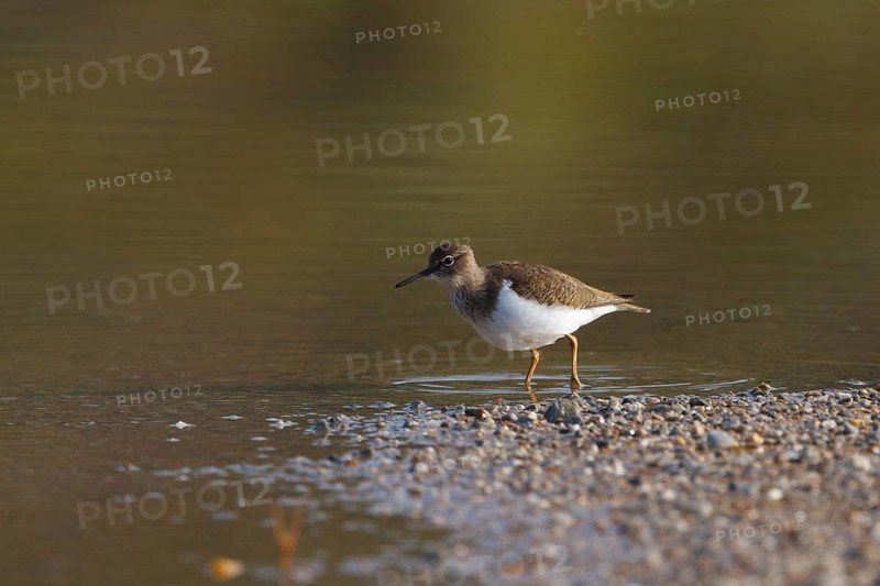 Common Sandpiper (Actitis hypoleucos) foraging, Greece