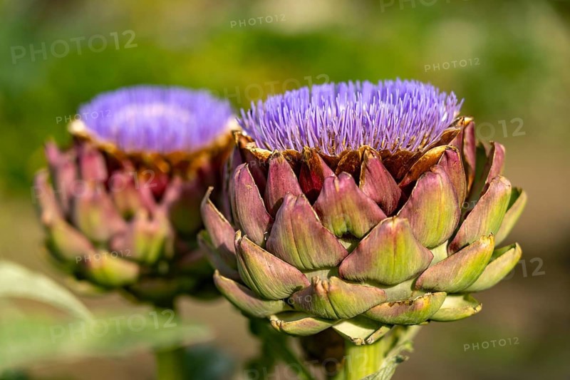 Artichoke blossom, Cynara cardunculus, Veitshöchheim, Lower Franconia, Bavaria, Germany