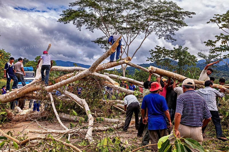 Men work together to remove branches from a fallen group of trees in the forest, blocked Yungas Strait and demonstration in the rainforest of Bolivia