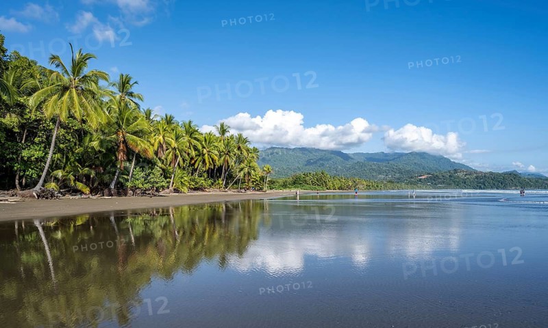 Sandy beach beach with palm trees by the sea, with reflection, Playa Uvita, Pacific coast, Parque Nacional Marino Ballena, Puntarenas province, Costa Rica