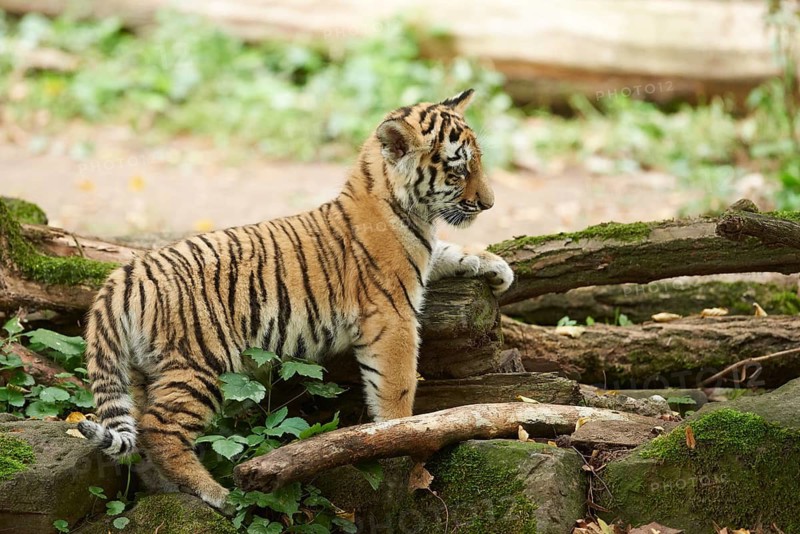 Close-up of a Siberian tiger (Panthera tigris altaica) cub in a forest, captive