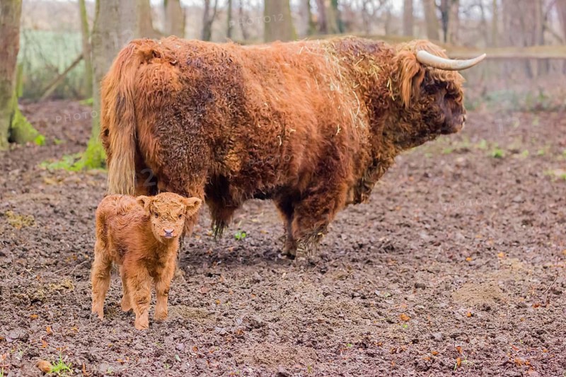 A Highland calf (Bos primigenius taurus) stands in a forest close to its father