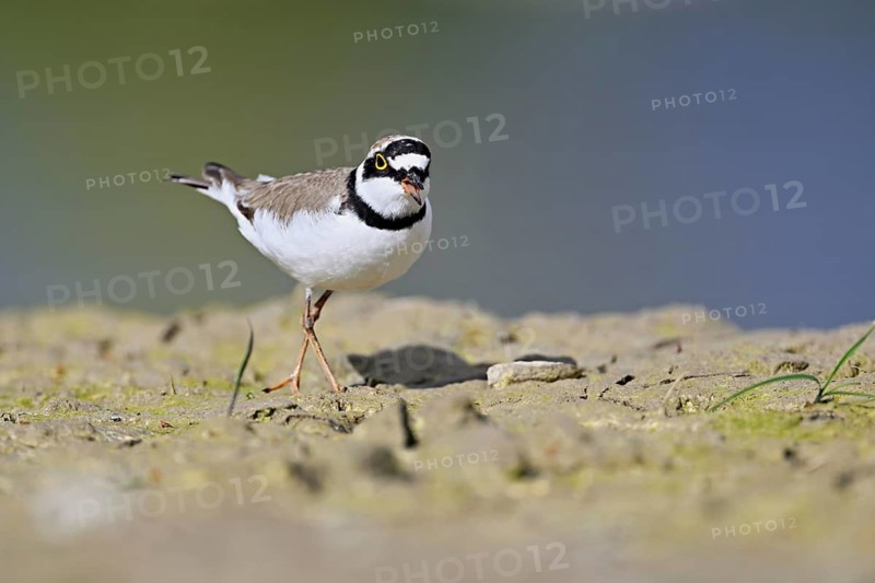 Little Ringed Plover (Charadrius dubius), standing in silt, Aue nature reserve, Reussegg, Sins, Canton Aargau, Switzerland