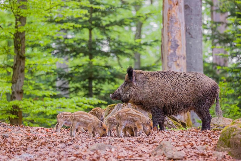 Wild boar (Sus scrofa), adults and piglets, forage for food on the forest floor