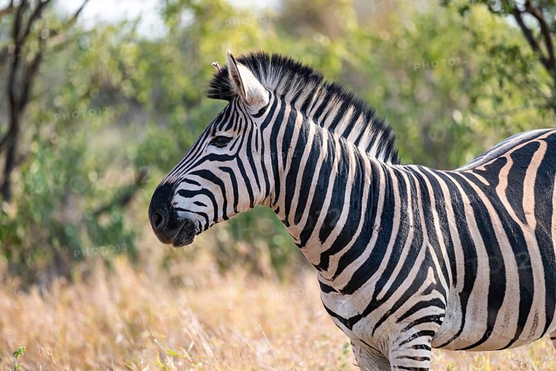 Plains zebra (Equus quagga), adult, in dry grass, animal portrait, Kruger National Park, South Africa