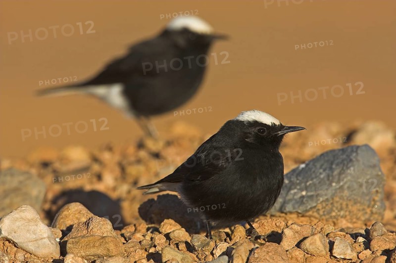White-crowned Wheatear (Oenanthe leucopyga), Morocco