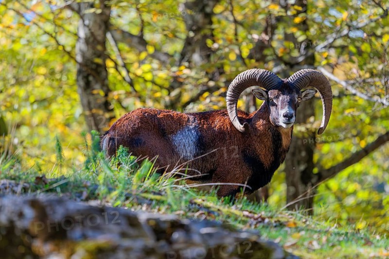 A male European mouflon (Ovis aries musimon) stands in a forest, in the background, leaves bathed in light are visible. Czech Republic