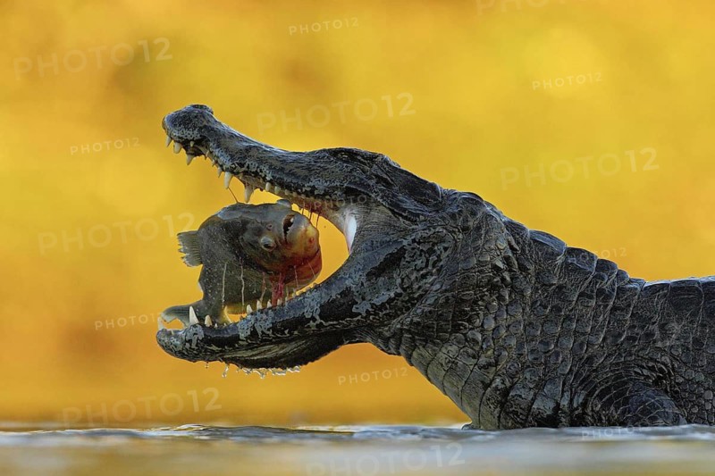 Crocodile with open muzzle. Yacare Caiman, crocodile with fish in with evening sun, Pantanal, Brazil. Wildlife scene from nature. Animal behaviour in river habitat, South America. Mouth with piranha