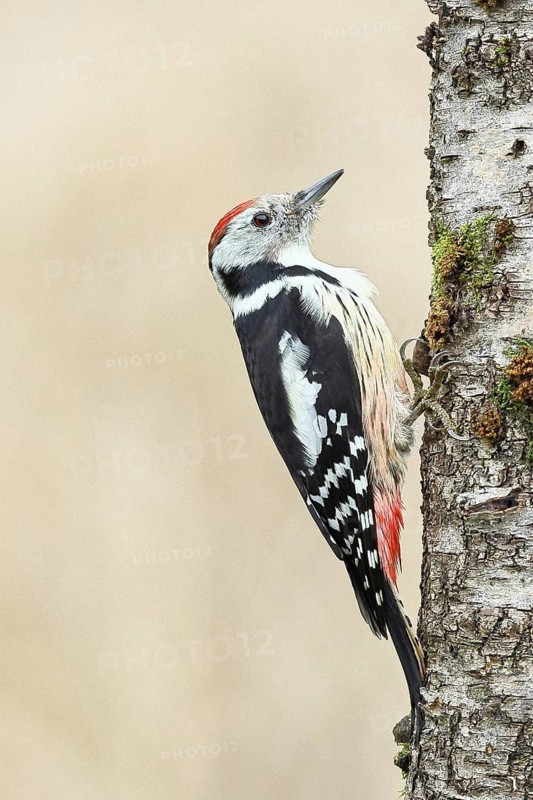 Middle spotted woodpecker (Dendrocopos medius) foraging on the trunk of a grey birch (Betula populifolia), North Rhine-Westphalia, Germany