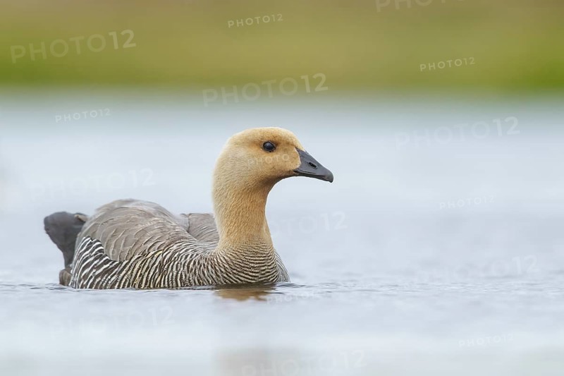 Upland Goose (Chloephaga picta) on a small pond in the Falkland Islands