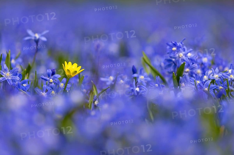 Countless blue star hyacinths (blue snow glory, snow pride) bloom in spring in a meadow in Frankfurt am Main ., Frankfurt am Main, Hesse, Germany
