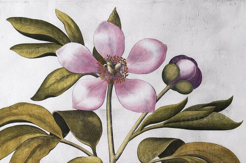 Pink flower, large-leaved peony (Paeonia Mascula), hand-coloured copperplate engraving by Basilius Besler, from Hortus Eystettensis, 1613