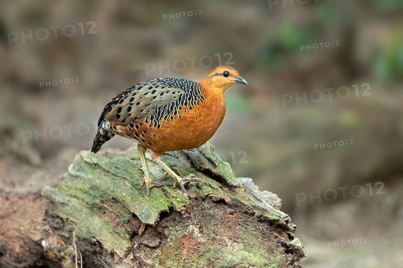 Ferruginous Partridge (Caloperdix oculeus oculeus) male perched on the ground, Pahang, Malaysia