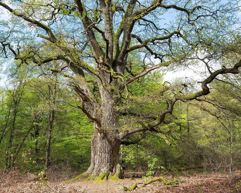 Old pedunculate oak (Quercus robur), hut oak, Rapp oak, Sababurg primeval forest, Hesse, Germany