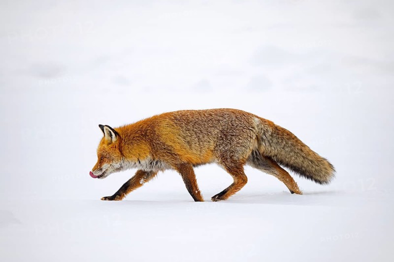 Red fox (Vulpes vulpes) hunting in the snow in winter