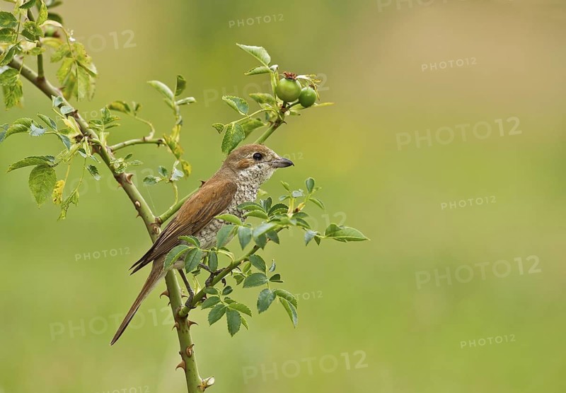 Red-backed Shrike (Lanius collurio) female perched on rose hip, Aosta Valley, Italy