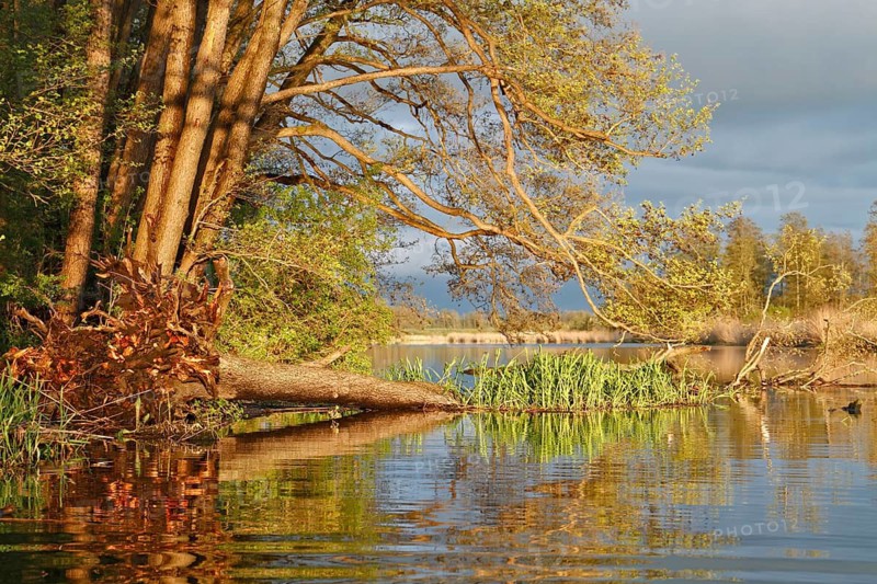 Alder trees in the spring in the evening at the Peene, dramatic light mood, fallen tree in the water, Naturpark Flusslandschaft Peenetal, Mecklenburg-Vorpommern, Germany