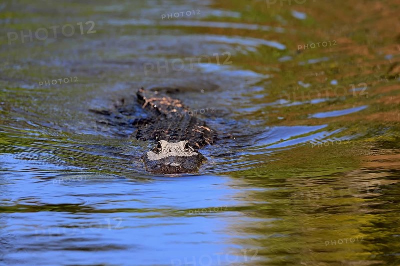 Mississippi Alligator (Alligator mississippiensis), pike alligator, adult, in water, swimming, Florida, USA, North America