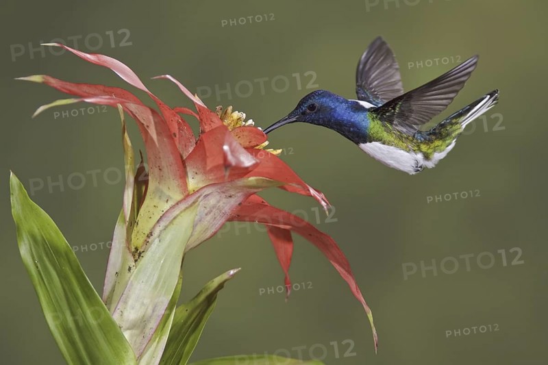 White-necked Jacobin (Florisuga mellivora), Ecuador
