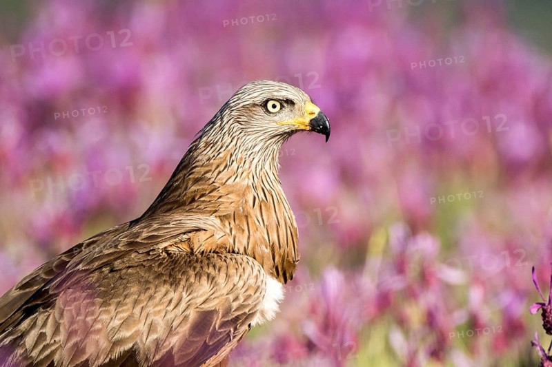 Black Kite (Milvus migrans), Madrid, Spain