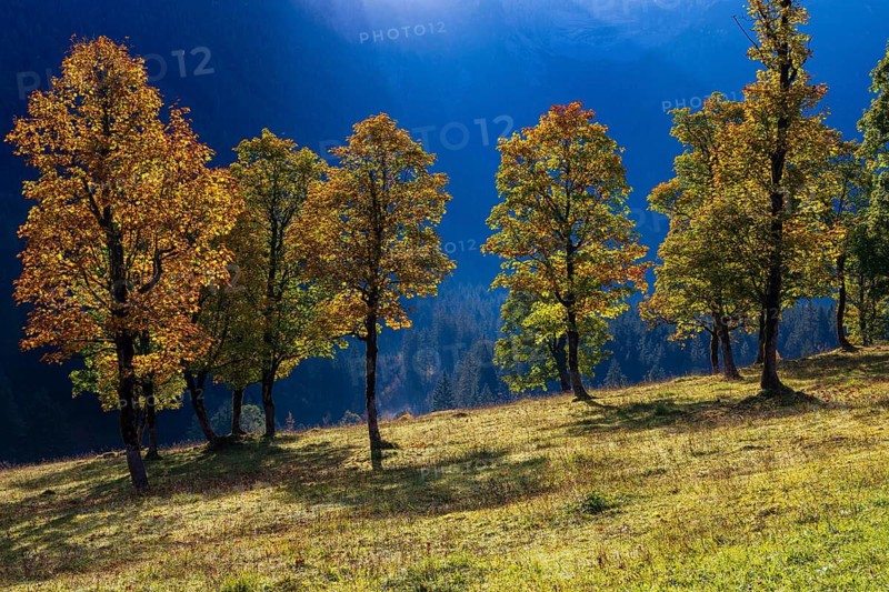 Nature conservancy area Grosser Ahornboden. Sycamore maple trees, Acer pseudoplatanus, in autumn. Karwendel mountains, Austria