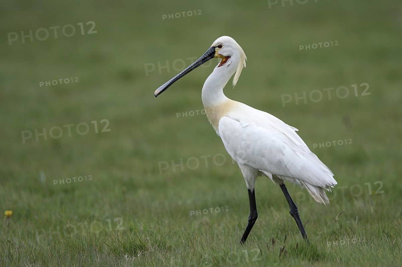 Loeffler (Platalea leucorodia), Spoonbill, April, Insel Texel, Nordsee, Nordholland, Niederlande