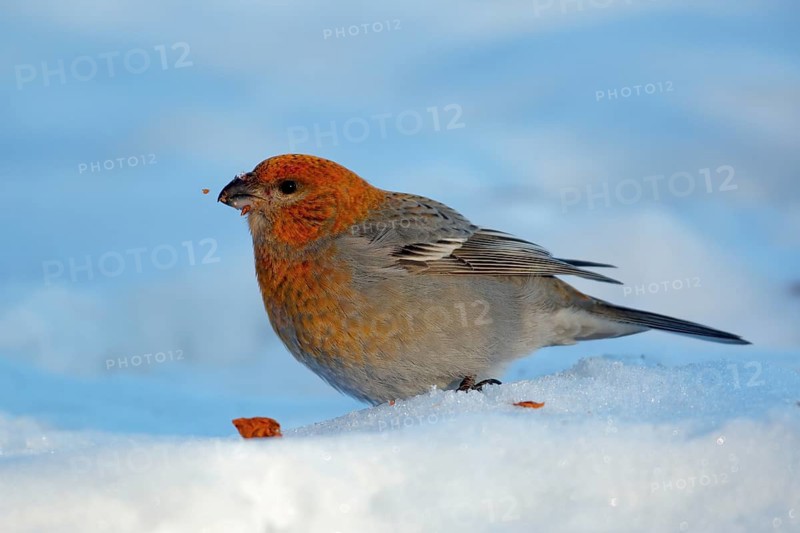 Pine Grosbeak (Pinicola enucleator) male feeding on berries on snow, Senja, Norway