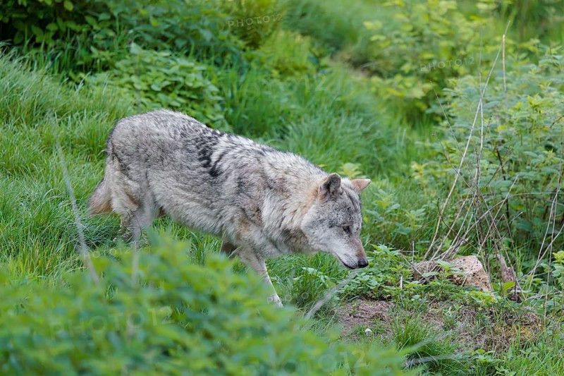 A Eurasian gray wolf (Canis lupus lupus) runs across a green meadow at the edge of the forest on a sunny day. Transylvania, Romania