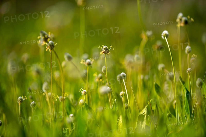 A serene close up of delicate wildflowers swaying gently in a vibrant green meadow. The soft sunlight enhances the tranquil and refreshing ambiance of spring