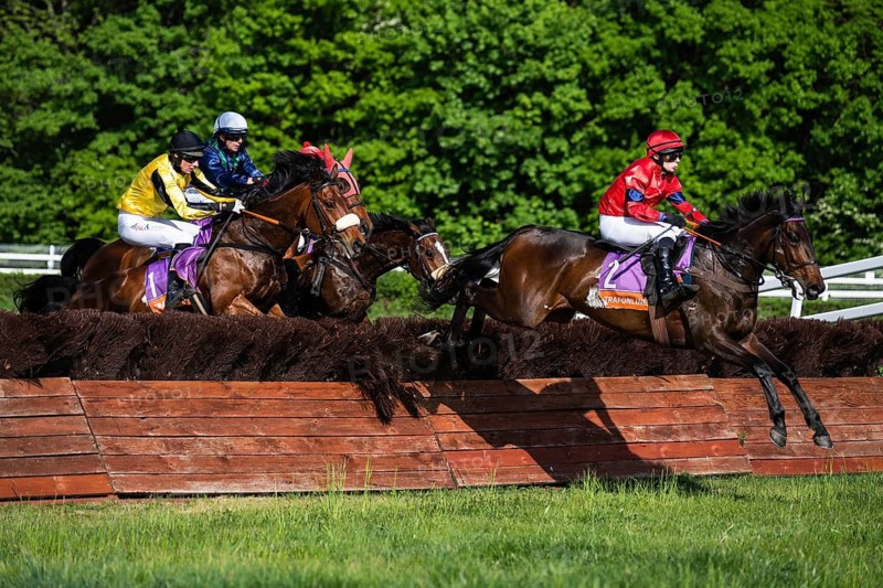 WROCLAW, POLAND - MAY 10, 2026: Horse race track WTWK Partynice. International steeplechase for horses 5 years old and older. Horse and jockey jumping over a green hedge on the racecourse, dynamic steeplechase scene
