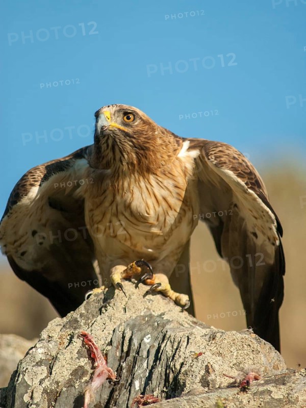 Accipitriformes, Booted Eagle, Hieraaetus Pennatus, Dwarf Eagle, Birds, Extremadura, Birds of Prey, High Size, Portrait Format, Raptor, Raptors, Spain, Birds