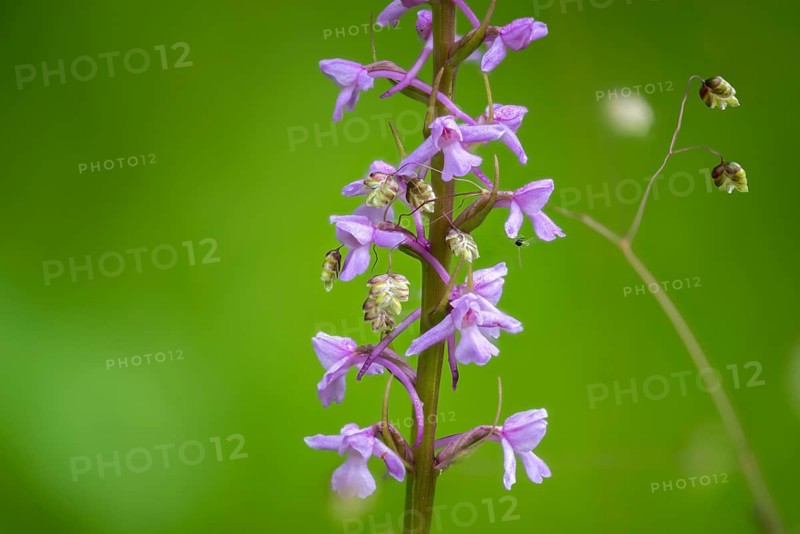 Toadwort, large händelwurz, gymnadenia conopsea, longspur händelwurz, orchidaceae, orchids, orchids, orchids, flora, fragrant orchid, händelwurz, plants, plants