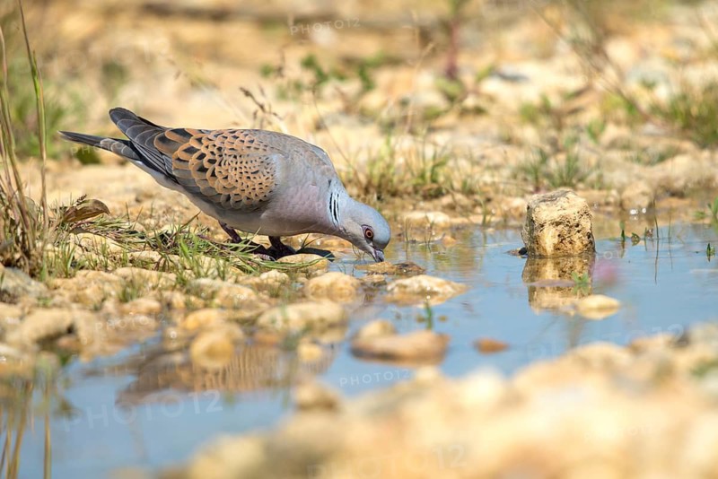 Streptopelia Turtur, Turtle Dove, Bath, Bathe, Bird Bath, Birds, Columbidae, Doves, Doves, Potions, Birdbath, Birds, Watering Place